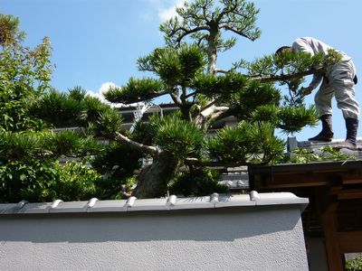 マキの木の葉むしり 安田造園