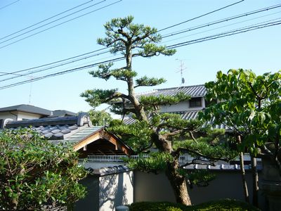 マキの木の葉むしり 安田造園