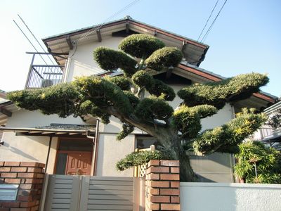 マキの木の移植 安田造園