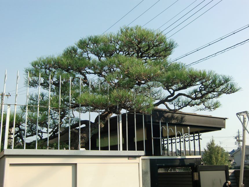 松の剪定方法と種類 安田造園