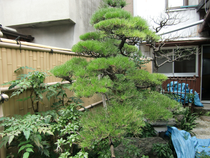 松の剪定方法と種類 安田造園