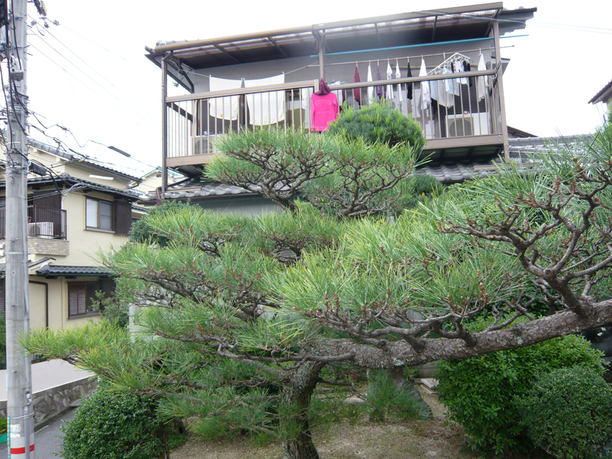 松の剪定方法と種類 安田造園