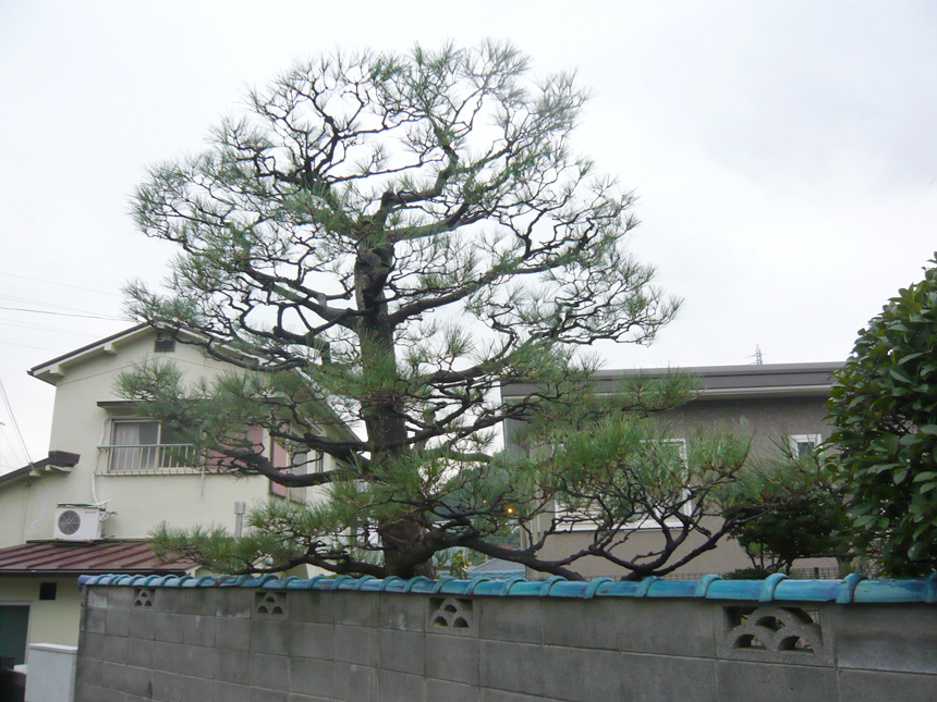 松の剪定方法と種類 安田造園